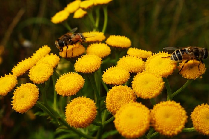 positive-news-bees-pesticides.jpg