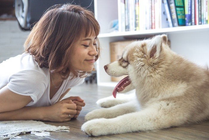 positive-news-dog-smile.jpg