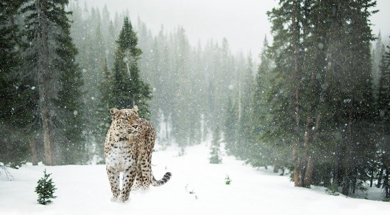 positive-news-snow-leopard.jpg