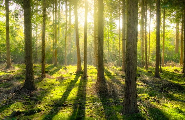 positive-news-forest-bathing.jpg