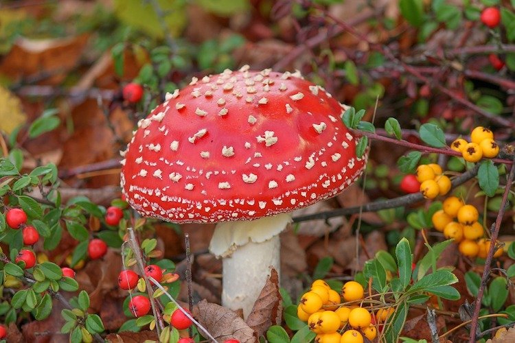 positive-news-mushrooms-october.jpg