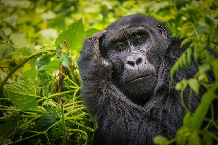 positive-news-gorillas-nature.jpg