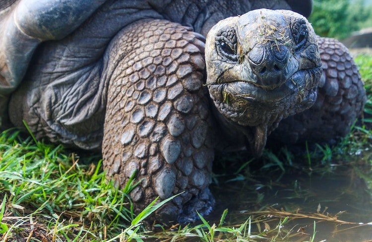 positive-happy-news-february-2019-tortoise-galopogas.jpg