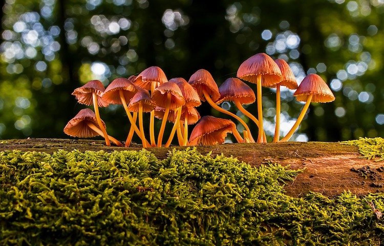 feel-good-positive-news-2019-mushrooms.jpg