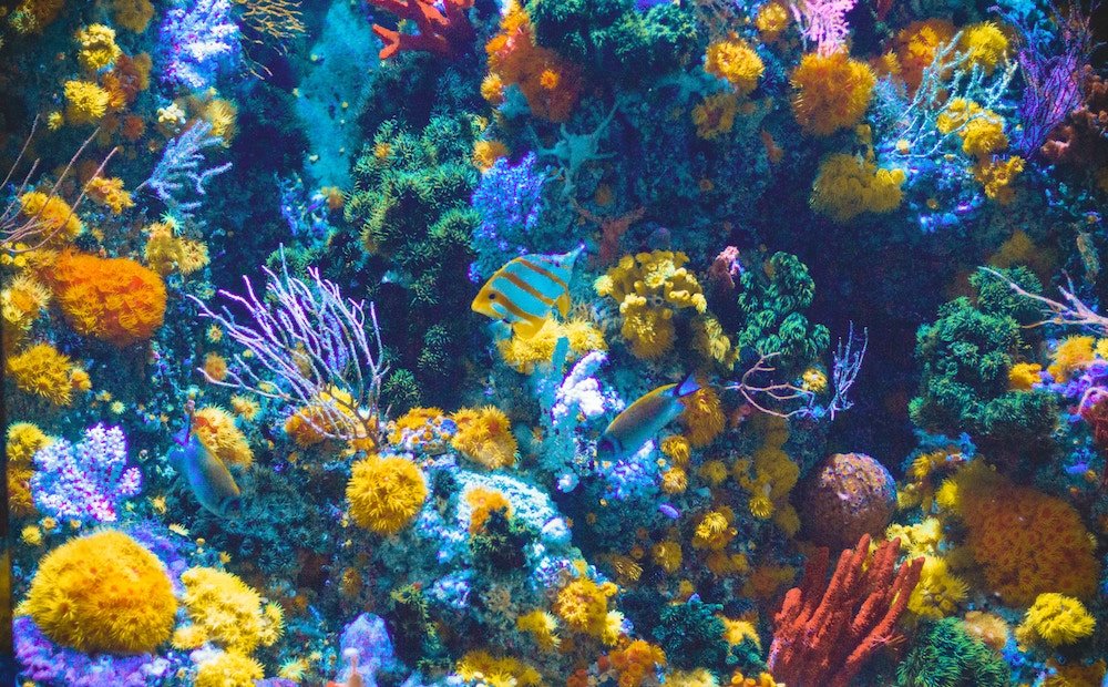 coral-reef-positive-news.jpg