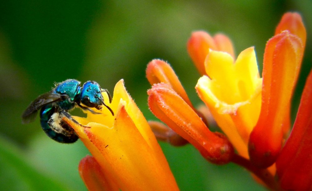 blue-bee-florida.jpg