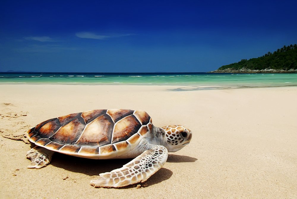 feel-good-news-sea-turtles.jpg