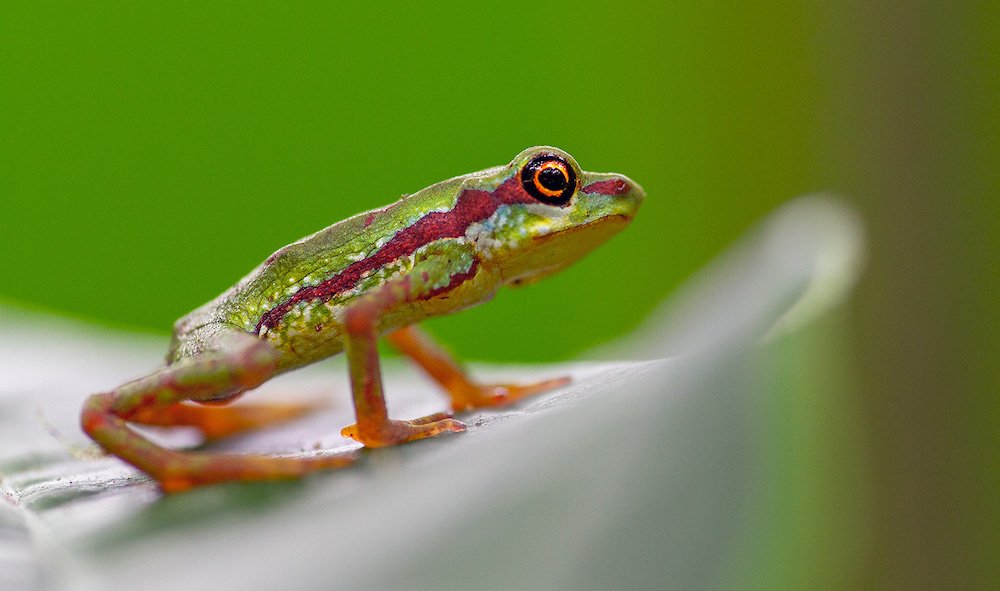 harlequin-toad-feel-good-news.jpg