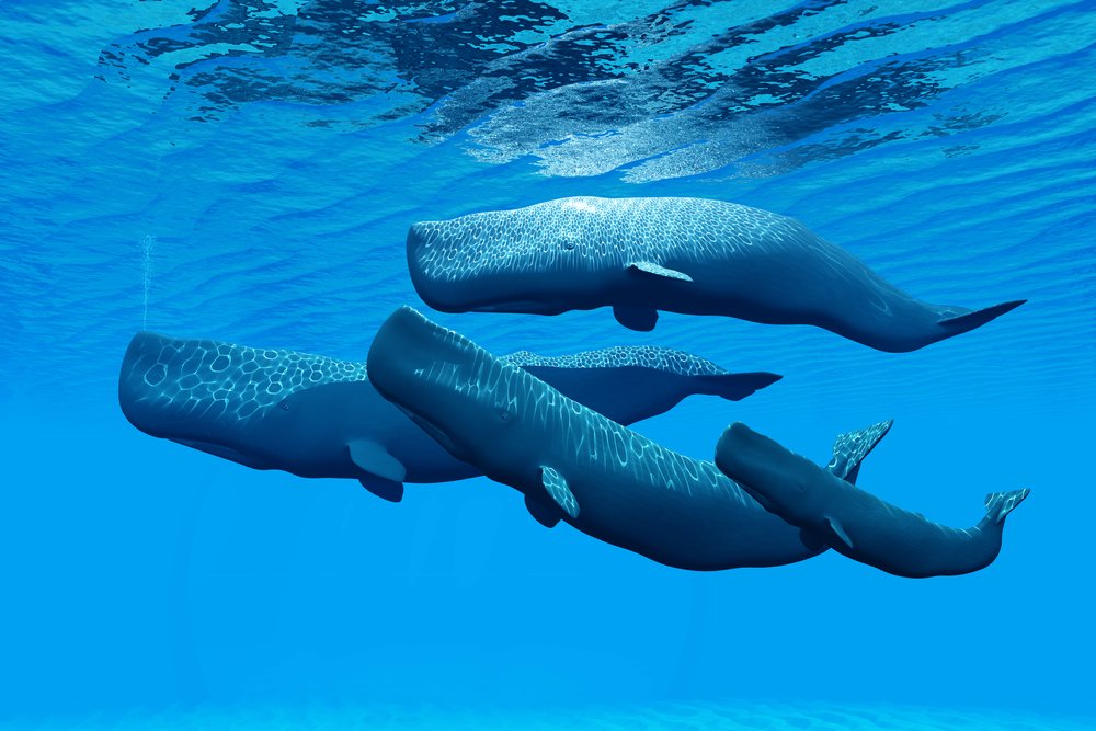 feel-good-news-sperm-whales.jpg