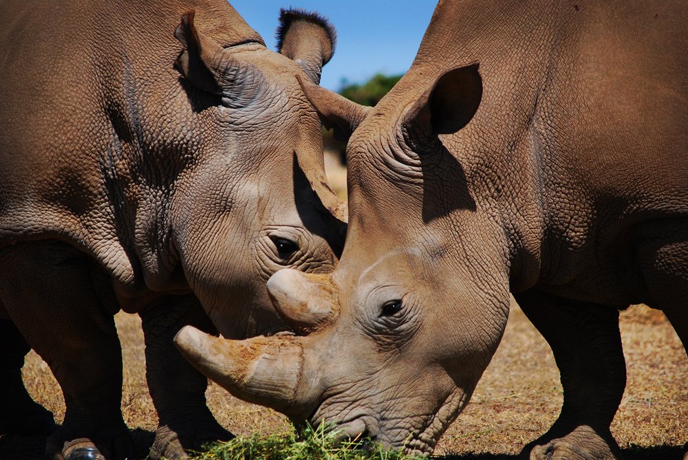 feel-good-news-white-northern-rhino.jpg