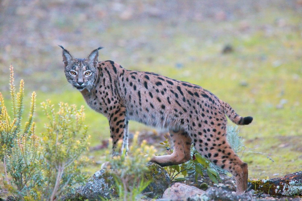 iberian-lynx.jpg