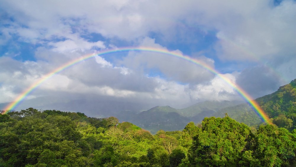 tropical-forest-panama.jpg