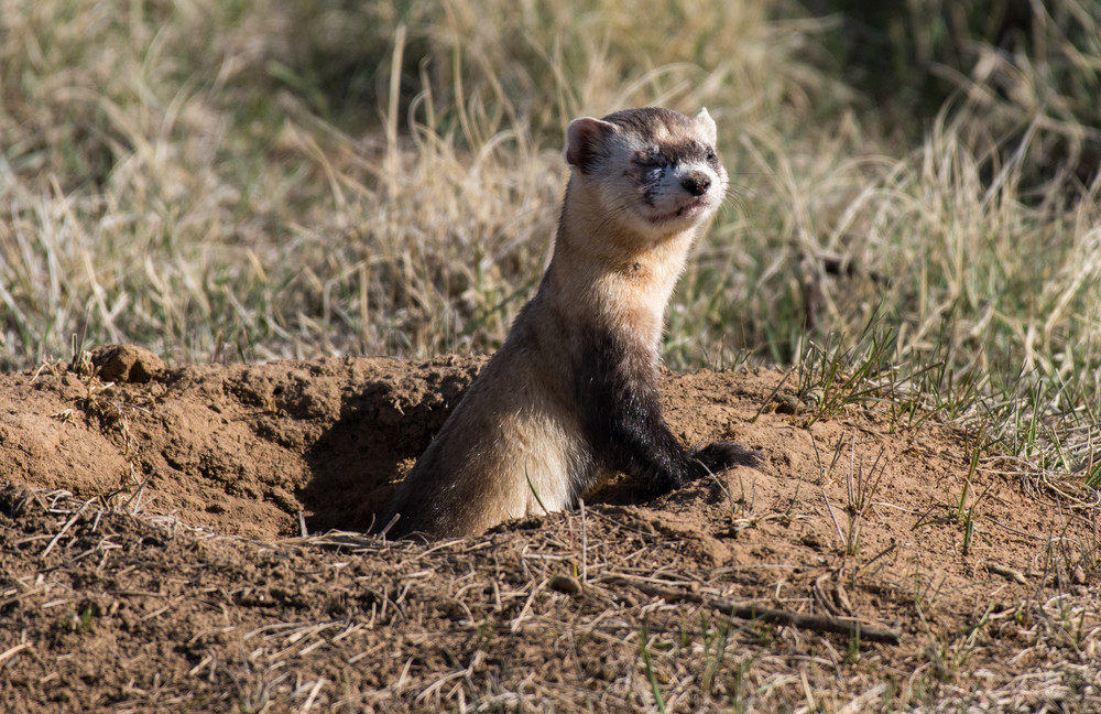 black-footed-ferret.jpg