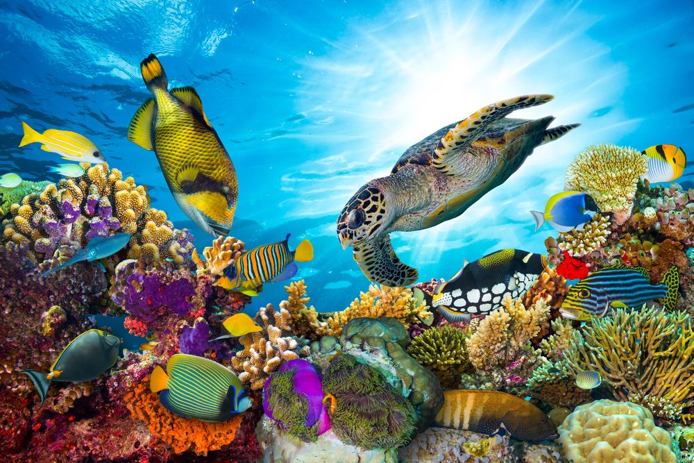 coral-reef-positive-news.jpg