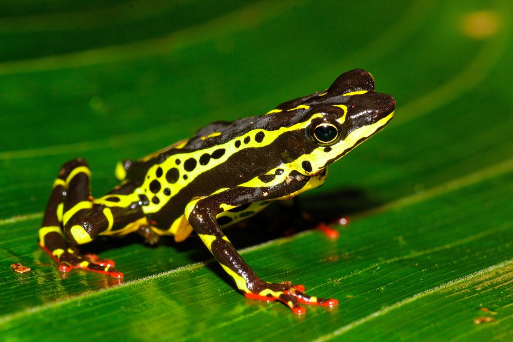 feel-good-news-harlequin-toad.jpg