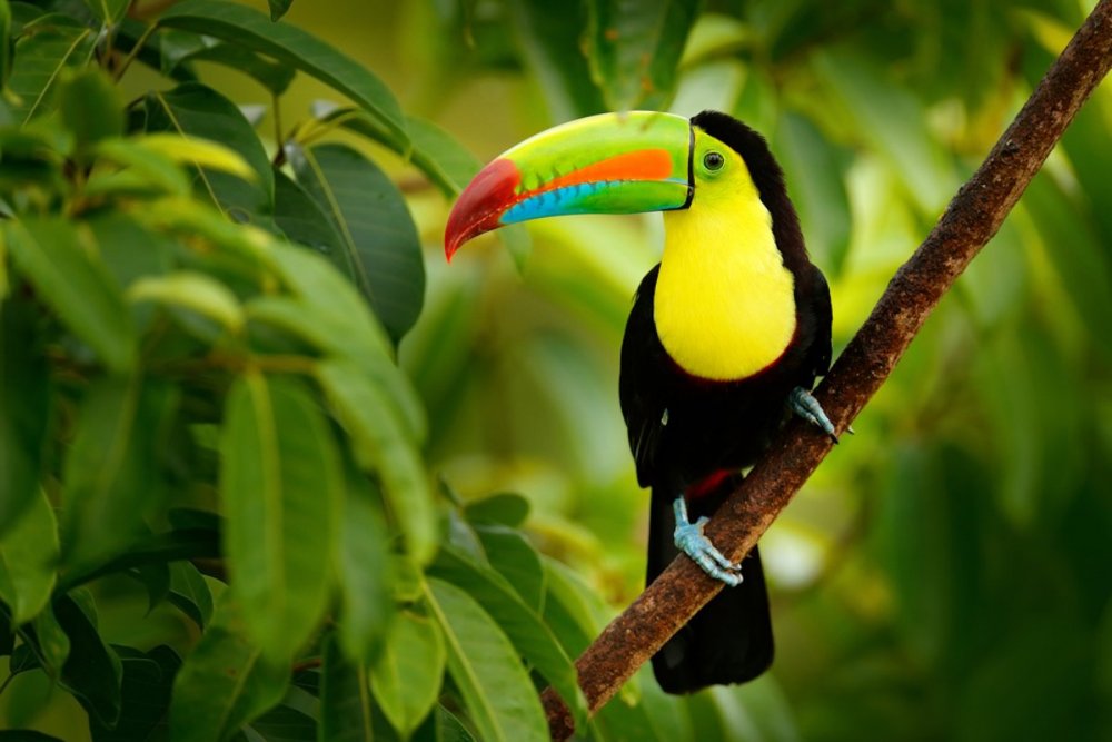 belize-toucan.jpg