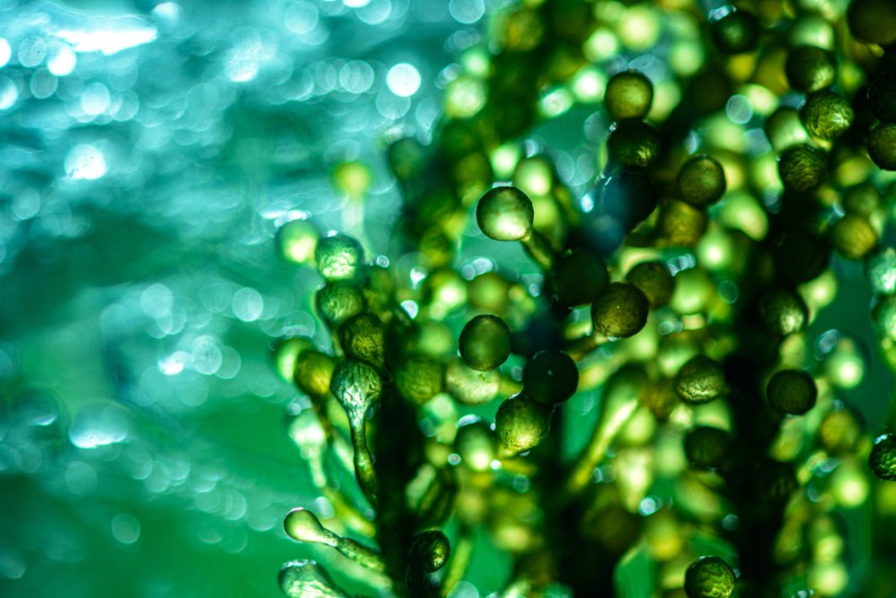 algae-feel-good-news.jpg
