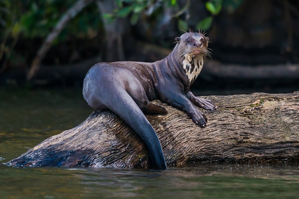 giant-river-otter.jpg