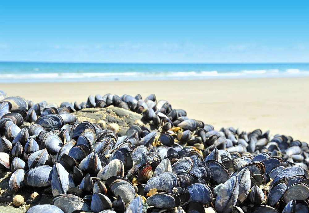 positive-news-mussels-microplastics.jpg