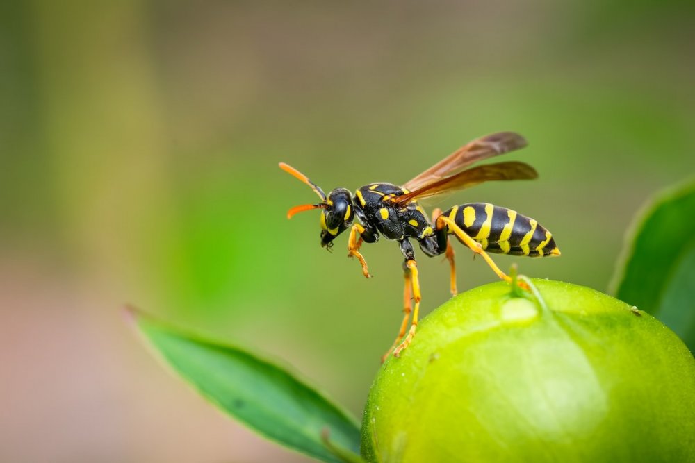 positive-news-wasps-surgery.jpg