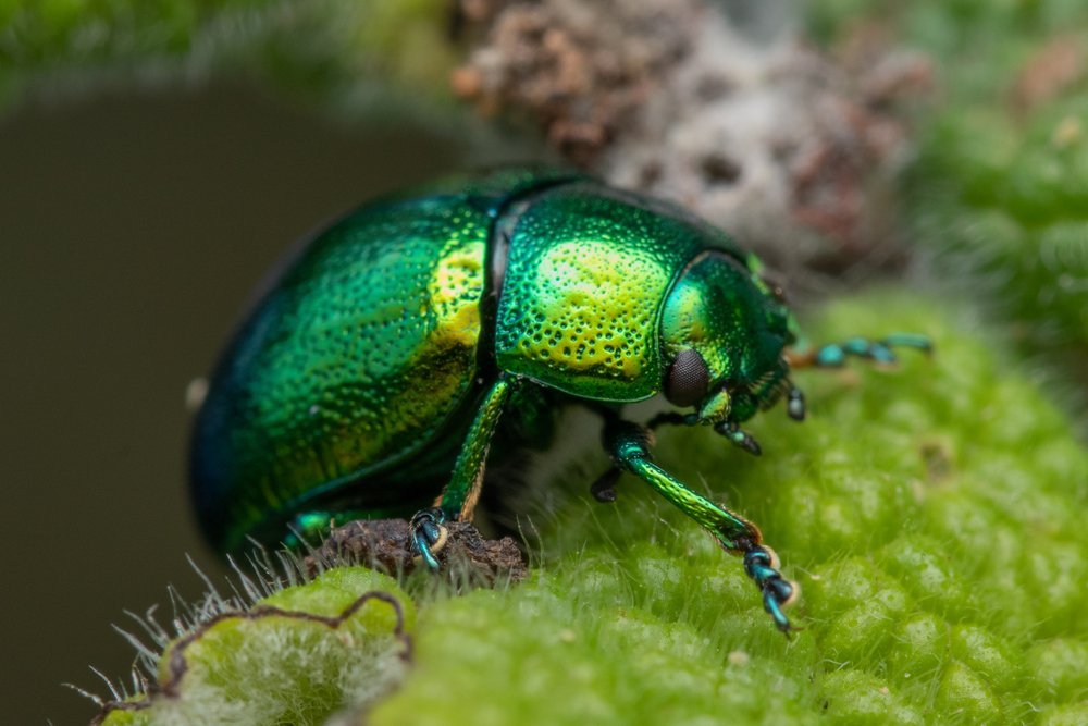 tansy-beetle.jpg