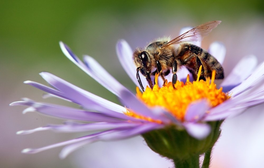 honeybee-england.jpg