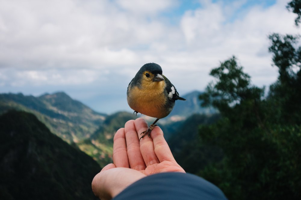 bird-watching-benefits-awe.jpg