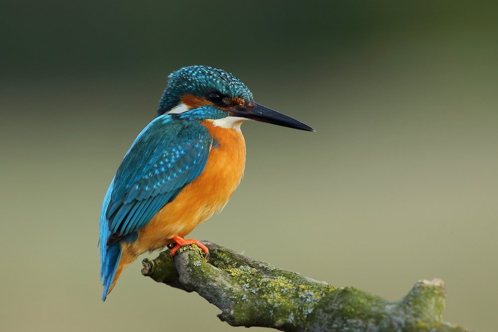 kingfisher-benefits-of-bird-watching.jpg