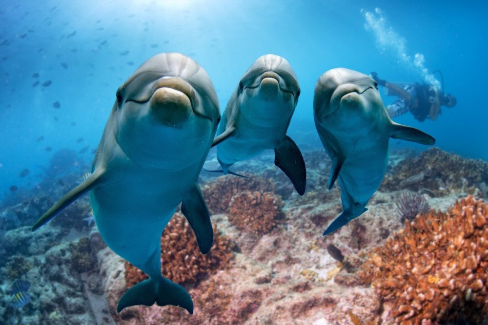 the-bright-side-dolphins.jpg