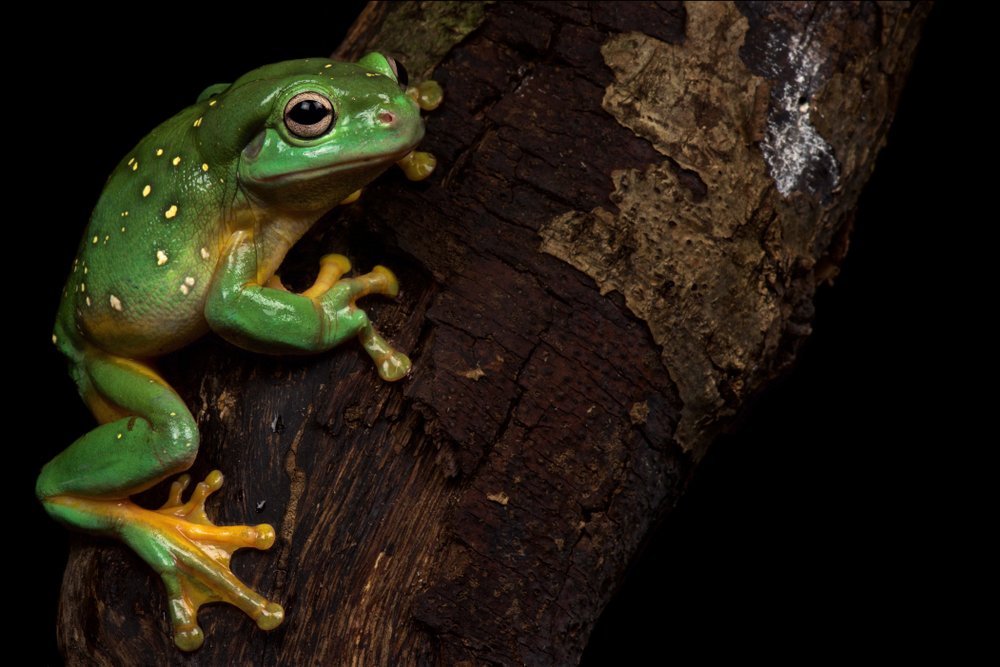 tree-frog.jpg