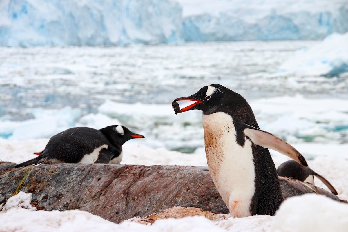 More information about "What is Pebbling? Exploring the Love Language of Penguins"