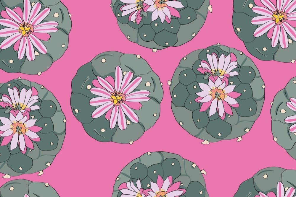 what-is-peyote-cactus.jpg