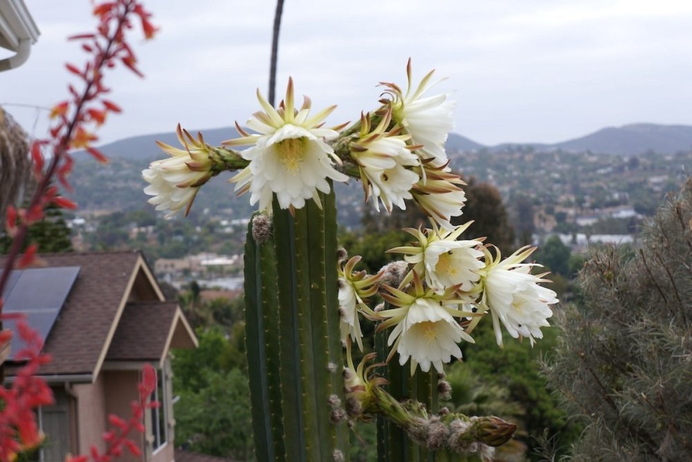 san-pedro-cactus-wachuma-andes.jpg