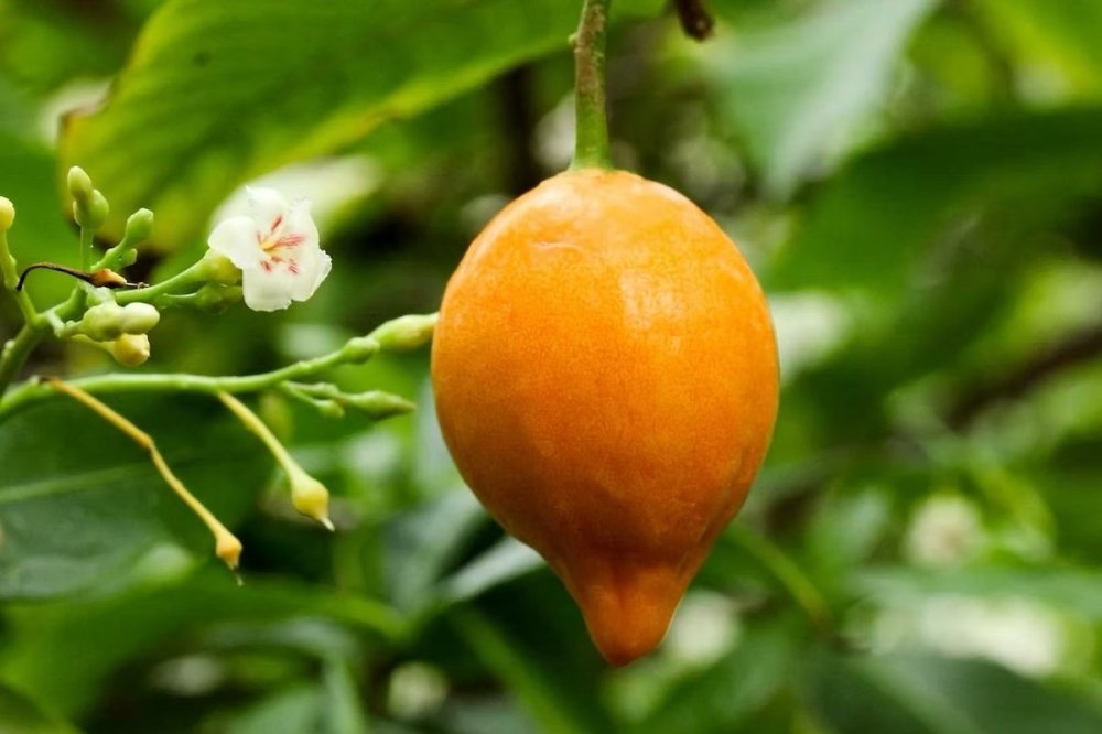 iboga-plant-ayahuasca.jpg