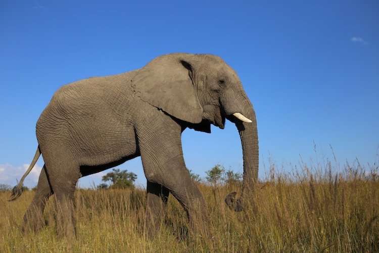 feel-good-news-african-elephant.jpg