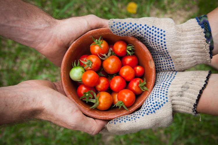 feel-good-news-positive-tomatoes.jpg