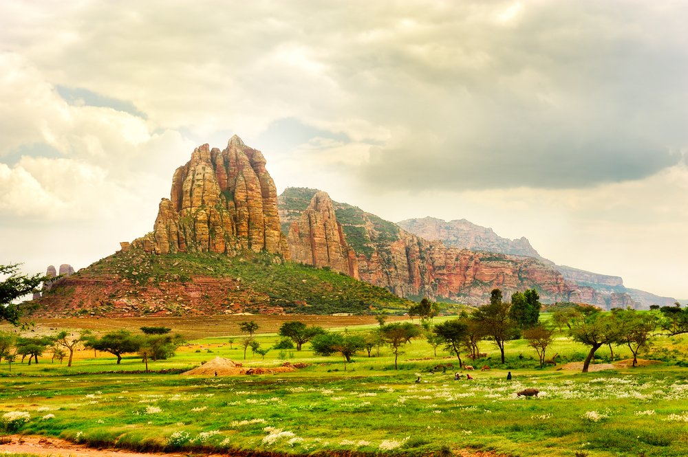 feel-good-news-trees-ethiopia.jpg