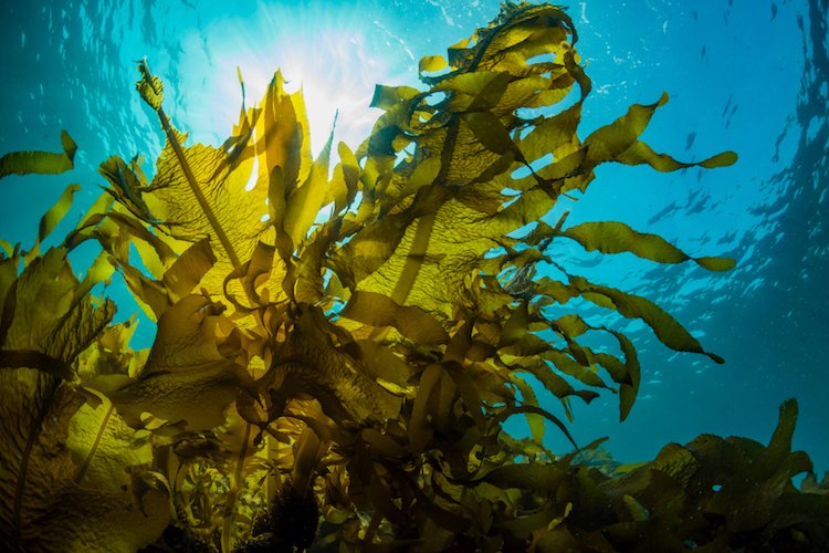 feel-good-news-seaweed.jpg