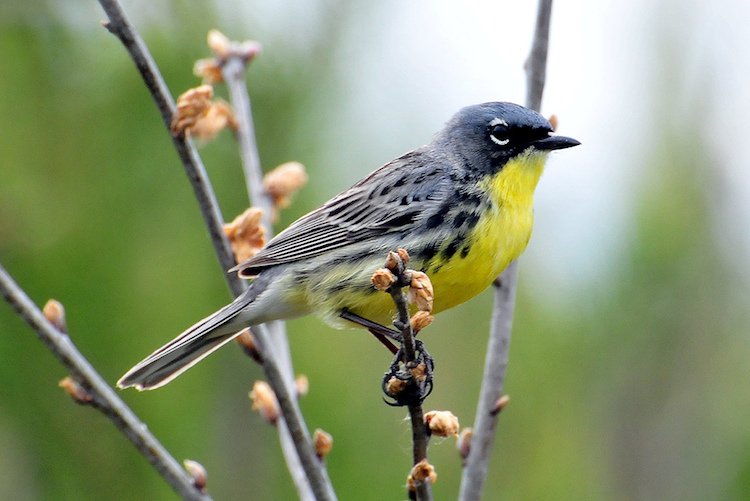 feel-good-news-kirtland-warbler.jpg