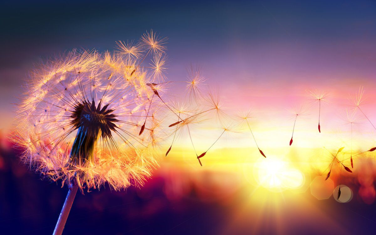 The Bright Side: feel-good news from March