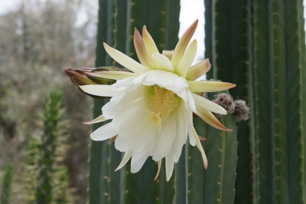 san-pedro-cactus-flower-huachuma.jpg