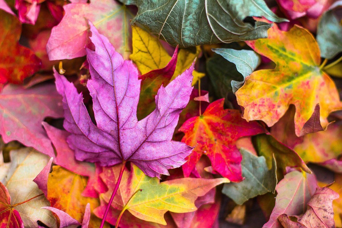 The Bright Side: positive news from October