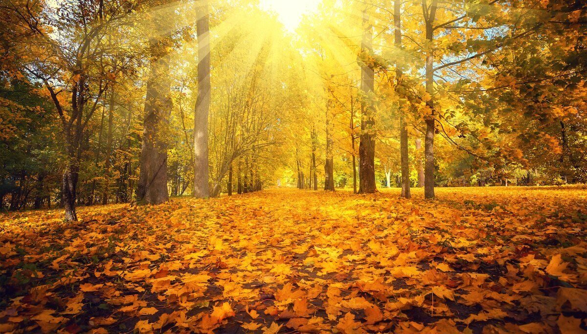 The Bright Side: feel-good news from October