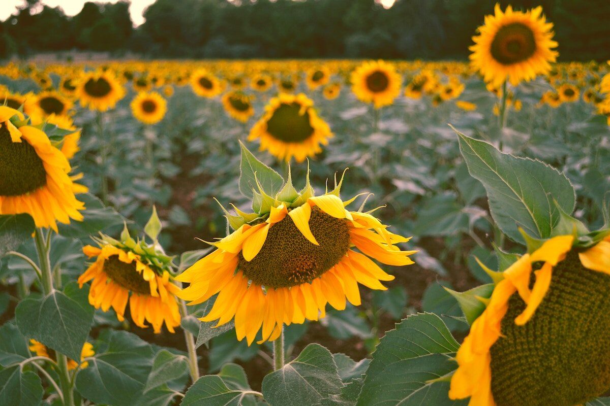 The Bright Side of July: the Good Things That Happened